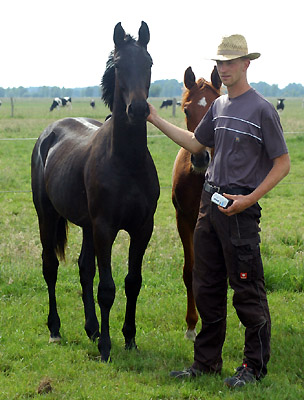 Oldenburger Jährlinghengst von Sebastian Krause, Foto: Beate Langels