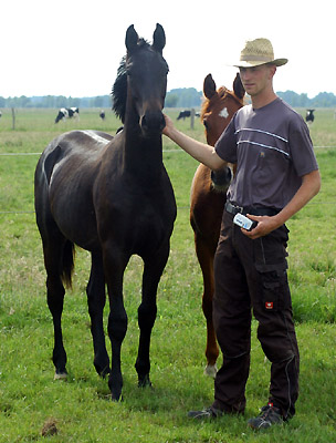 Oldenburger Jhrlinghengst von Sebastian Krause, Foto: Beate Langels