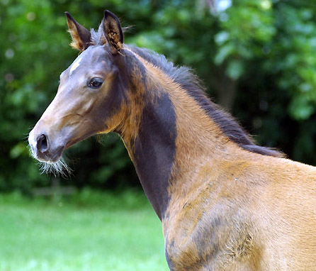 Trakehner Stutfohlen von Shavalou u.d. Elitestute Gloriette v. Kostolany, Foto: Beate Langels