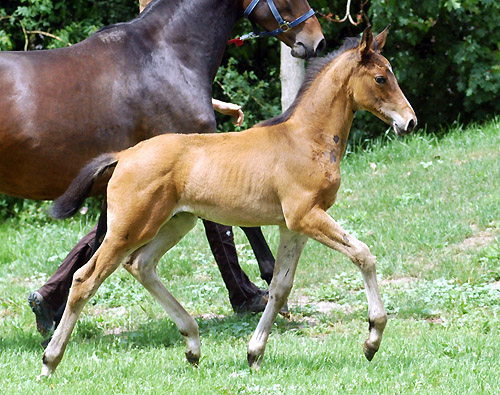 Trakehner Hengstfohlen von Summertime u.d. PS Glorilou v. Shavalou, Gestt Schplitz - Foto: Beate Langels