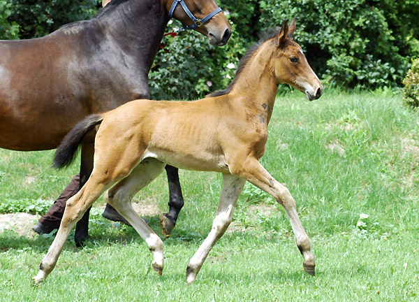 Trakehner Hengstfohlen von Summertime u.d. PS Glorilou v. Shavalou, Gestt Schplitz - Foto: Beate Langels