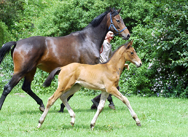 Trakehner Hengstfohlen von Summertime u.d. PS Glorilou v. Shavalou, Gestt Schplitz - Foto: Beate Langels