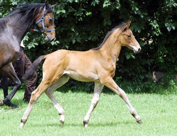 Trakehner Hengstfohlen von Summertime u.d. PS Glorilou v. Shavalou, Gestt Schplitz - Foto: Beate Langels