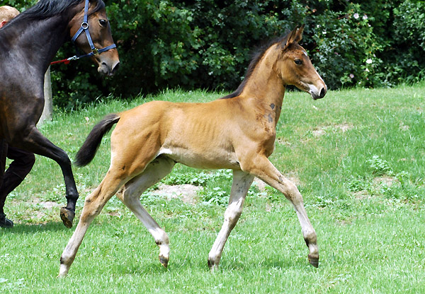 Trakehner Hengstfohlen von Summertime u.d. PS Glorilou v. Shavalou, Gestt Schplitz - Foto: Beate Langels