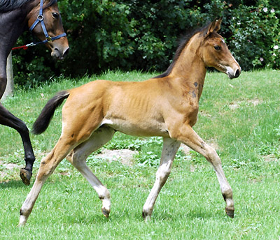 Trakehner Wallach von Summertime u.d. PS Glorilou v. Shavalou, Gestt Schplitz - Foto: Beate Langels