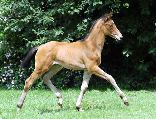 Trakehner Hengstfohlen von Summertime u.d. PS Glorilou v. Shavalou, Gestt Schplitz - Foto: Beate Langels