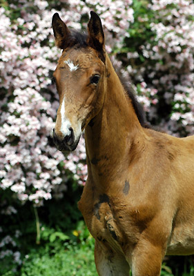 Trakehner Hengstfohlen von Summertime u.d. PS Glorilou v. Shavalou, Gestt Schplitz - Foto: Beate Langels