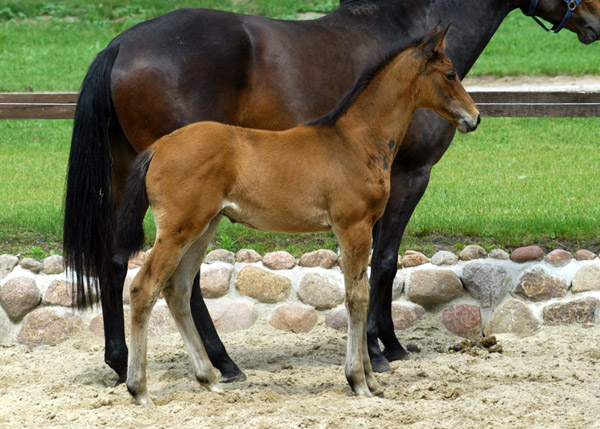 Trakehner Hengstfohlen von Summertime u.d. PS Glorilou v. Shavalou, Gestt Schplitz - Foto: Beate Langels