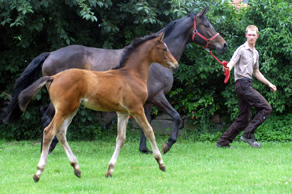 Trakehner Hengstfohlen von Freudenfest u.d. Nakada v. Tambour -  Foto: Beate Langels