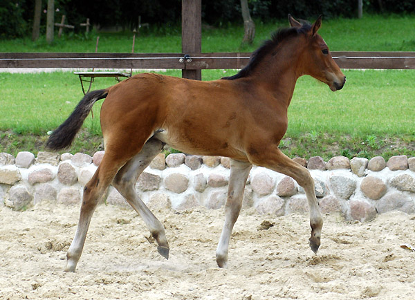 Trakehner Hengstfohlen von Freudenfest u.d. Nakada v. Tambour -  Foto: Beate Langels