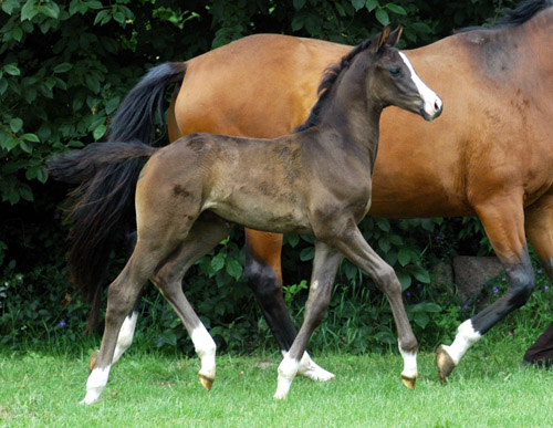 Hengstfohlen von Shavalou u.d. Grazia Patricia v. Alter Fritz - Foto: Beate Langels