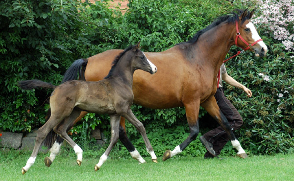Hengstfohlen von Shavalou u.d. Grazia Patricia v. Alter Fritz - Foto: Beate Langels