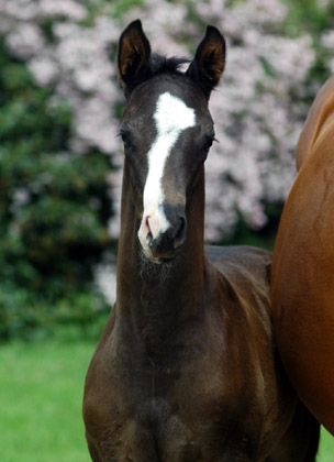 Hengstfohlen von Shavalou u.d. Grazia Patricia v. Alter Fritz - Foto: Beate Langels