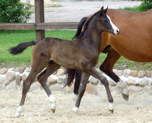 Hengstfohlen von Shavalou u.d. Grazia Patricia v. Alter Fritz - Foto: Beate Langels
