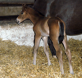 Trakehner Colt by Freudenfest out of Premiummare Tavolara by Exclusiv - Gestt Hmelschenburg, Beate Langels