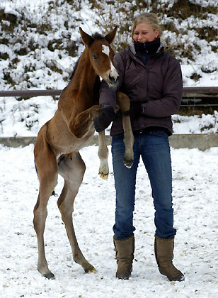 1 day old - Trakehner colt by Freudenfest out of Pr.St. Tavolara by Exclusiv, Trakehner Gestt Hmelschenburg - Beate Langels