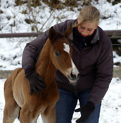 1 day old - Trakehner colt by Freudenfest out of Pr.St. Tavolara by Exclusiv, Trakehner Gestt Hmelschenburg - Beate Langels