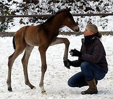  Hengstfohlen von Freudenfest u.d. Pr.St. Tavolara v. Exclusiv