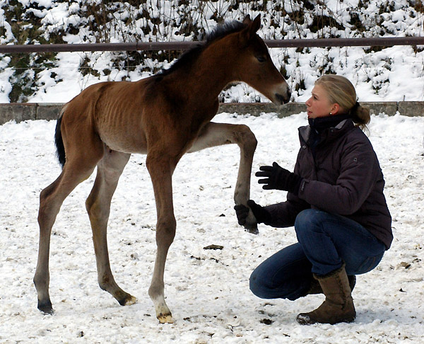 1 day old - Trakehner colt by Freudenfest out of Pr.St. Tavolara by Exclusiv, Trakehner Gestt Hmelschenburg - Beate Langels