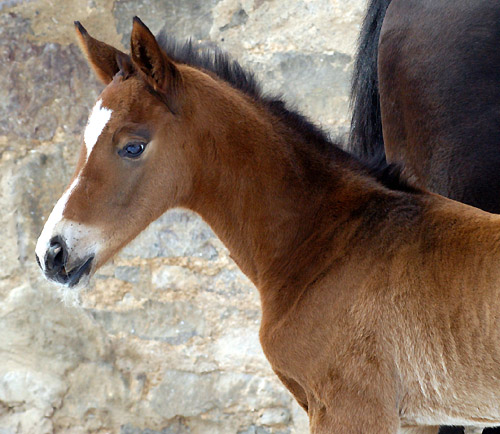 1 day old - Trakehner colt by Freudenfest out of Pr.St. Tavolara by Exclusiv, Trakehner Gestt Hmelschenburg - Beate Langels