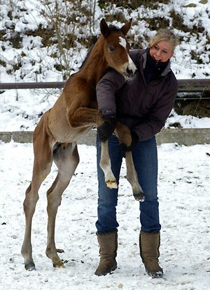 1 day old - Trakehner colt by Freudenfest out of Pr.St. Tavolara by Exclusiv, Trakehner Gestt Hmelschenburg - Beate Langels