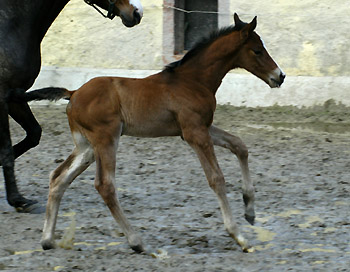 Trakehner Hengstfohlen von Freudenfest u.d. Pr. u. StPrSt. Tavolara v. Exclusiv - Gestt Hmelschenburg, Beate Langels