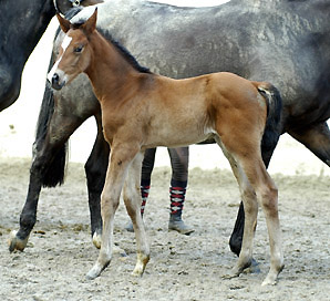 Trakehner Colt by Freudenfest out of Premiummare Tavolara by Exclusiv - Gestt Hmelschenburg, Beate Langels