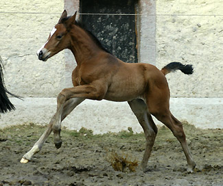 Trakehner Colt by Freudenfest out of Premiummare Tavolara by Exclusiv - Gestt Hmelschenburg, Beate Langels