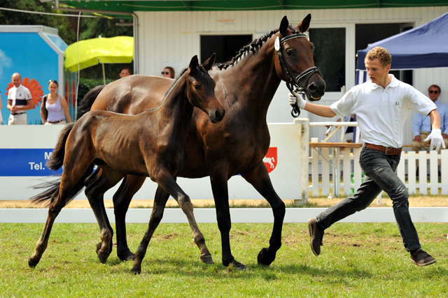 Reservesiegerin der Fohlenschau in Hmelschenburg
: Trakehner Stutfohlen von Saint Cyr u.d. Ava v. Freudenfest, Trakehner Gestt Hmelschenburg