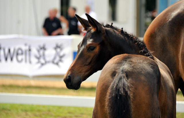 Reservesiegerin der Fohlenschau in Hmelschenburg
: Trakehner Stutfohlen von Saint Cyr u.d. Ava v. Freudenfest, Trakehner Gestt Hmelschenburg