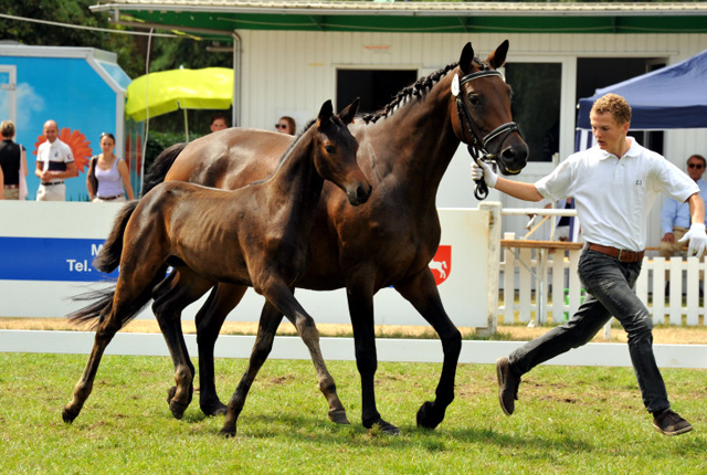 Reservesiegerin der Fohlenschau in Hmelschenburg
: Trakehner Stutfohlen von Saint Cyr u.d. Ava v. Freudenfest, Trakehner Gestt Hmelschenburg