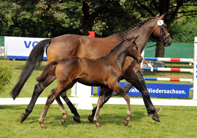 Reservesiegerin der Fohlenschau in Hmelschenburg
: Trakehner Stutfohlen von Saint Cyr u.d. Ava v. Freudenfest, Trakehner Gestt Hmelschenburg