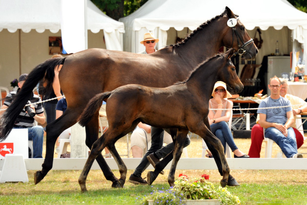 Reservesiegerin der Fohlenschau in Hmelschenburg
: Trakehner Stutfohlen von Saint Cyr u.d. Ava v. Freudenfest, Trakehner Gestt Hmelschenburg