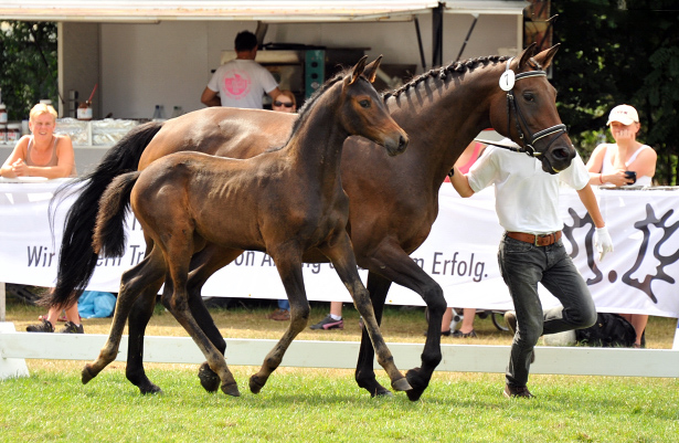 Reservesiegerin der Fohlenschau in Hmelschenburg
: Trakehner Stutfohlen von Saint Cyr u.d. Ava v. Freudenfest, Trakehner Gestt Hmelschenburg