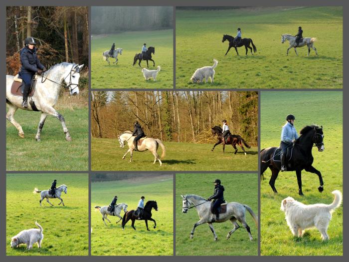 Shavalou und Tea Cup - 5. Mrz 2022 in Hmelschenburg  - Foto: Beate Langels - Trakehner Gestt Hmelschenburg