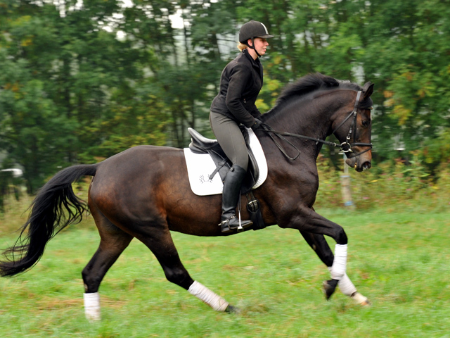 5jhriger Trakehner Wallach von Meraldik u.d. Schwalbenflair v. Exclusiv - Foto: Beate Langels - Trakehner Gestt Hmelschenburg