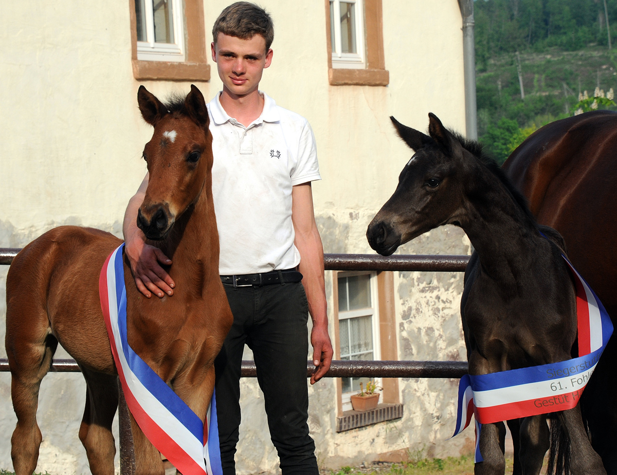 Fotos und Ergebnisse der 61.Fohlenscchau im Gestt Hmelschenburg - Foto: Beate Langels - Trakehner Gestt Hmelschenburg