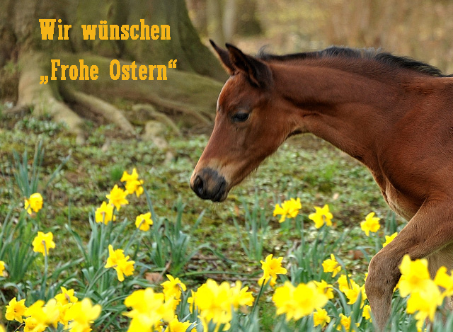 Mrz 2016 im Gestt Hmelschenburg  - Fotos Beate Langels - Trakehner Gestt Hmelschenburg