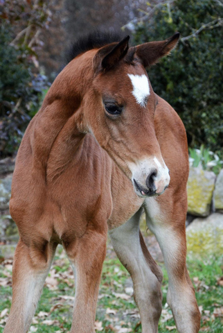 Stutfohlen von High Motion u.d. Prämienstute Gardemaß von Shavalou - Kostolany - Foto: Richard Langels - Gestüt Schäplitz