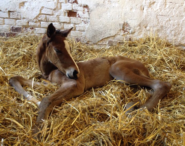 Stutfohlen  von Freudenfest u.d. Karalina v. Exclusiv - im Gestt Schplitz - Foto