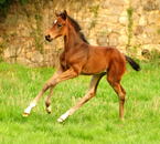 April 2019 - Impressionen - Trakehner Gestt Hmelschenburg 2019 - Foto: Beate Langels