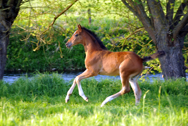 Stutfohlen v. High Motion x Alter Fritz - Gestüt Hämelschenburg am 6. Mai 2016