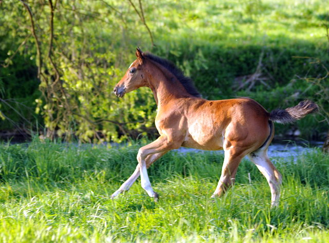 Stutfohlen v. High Motion x Alter Fritz - Gestüt Hämelschenburg am 6. Mai 2016