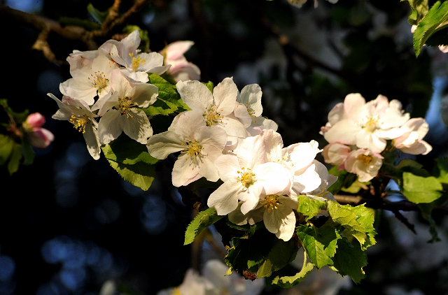 Gestüt Hämelschenburg am 6. Mai 2016