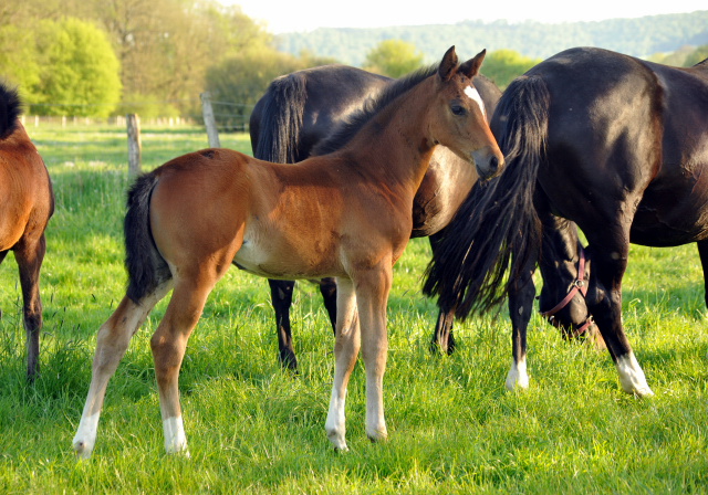 Stutfohlen v. High Motion x Alter Fritz - Gestüt Hämelschenburg am 6. Mai 2016