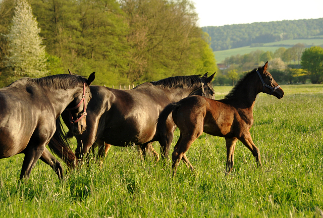 Gestüt Hämelschenburg am 6. Mai 2016