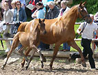 Reservesieger: Stutfohlen von Shavalou - Caanitz