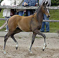 Fohlenschau in Hämelschenburg - Stufohlen v. Summertime