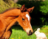 April 2019 - Impressionen - Trakehner Gestt Hmelschenburg 2019 - Foto: Beate Langels