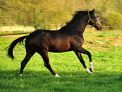 April 2019 - Impressionen - Trakehner Gestt Hmelschenburg 2019 - Foto: Beate Langels